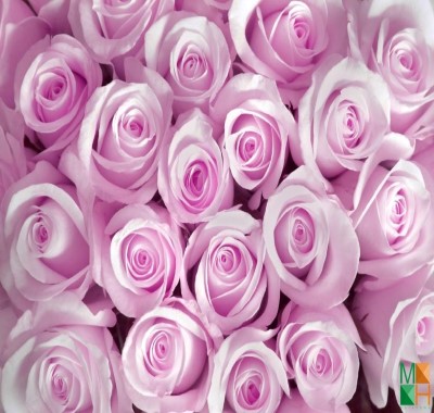 Tranh dán tường Hàn Quốc hoa hồng đẹp FW - 021